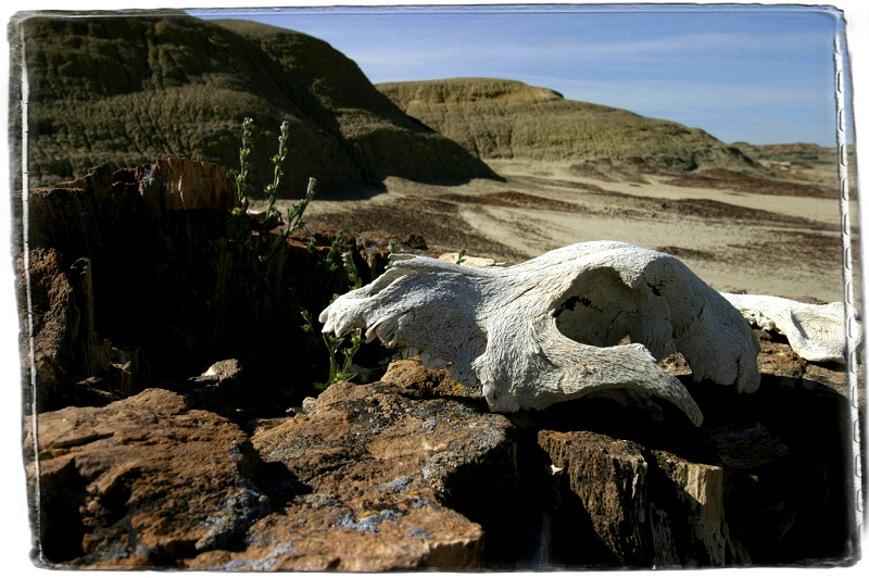 Bisti Badlands Bisti Badlands, NM � Dave Hickey